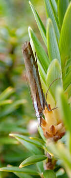 Image of Orocrambus vittellus Doubleday 1943