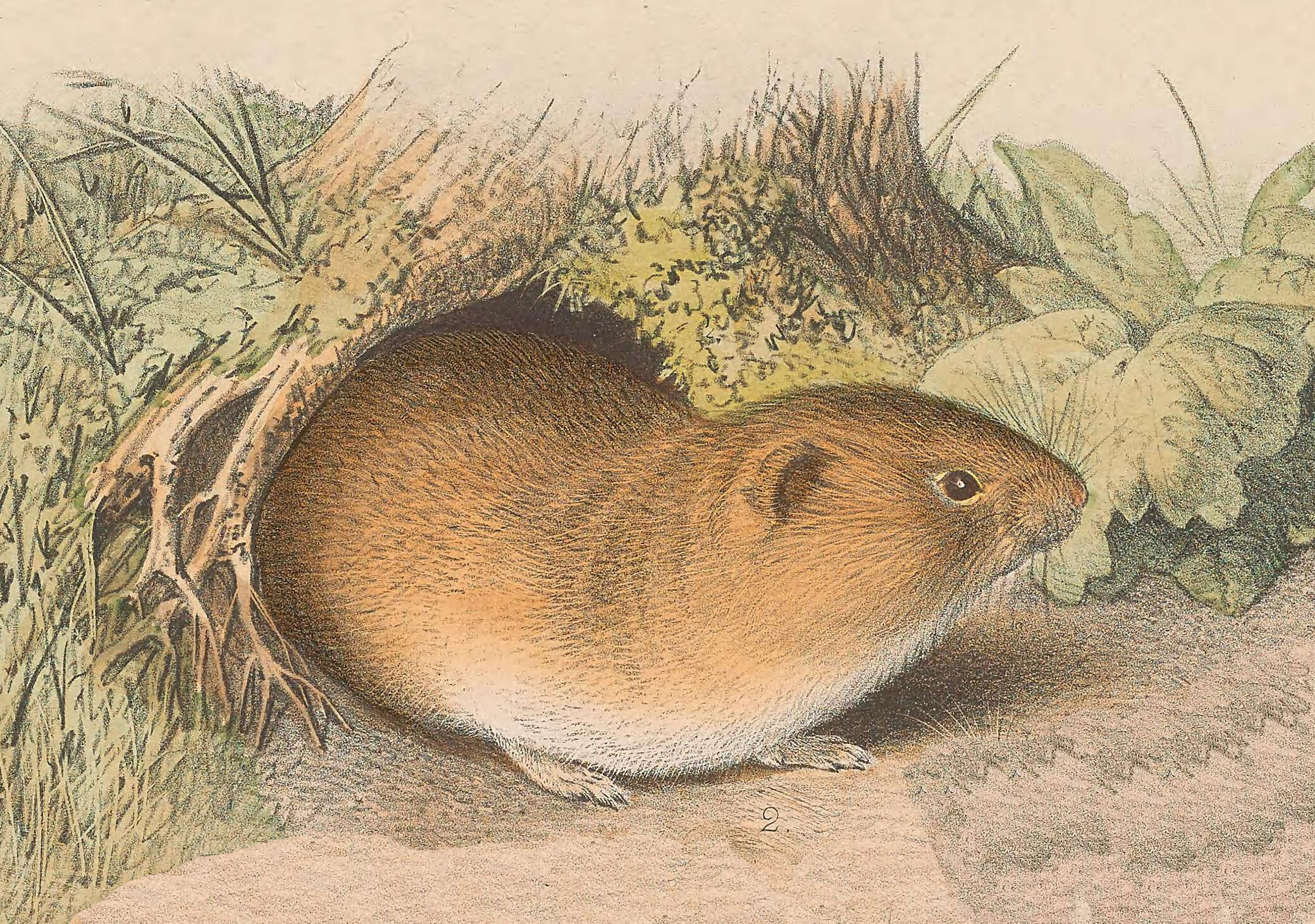 Image of Reed Vole