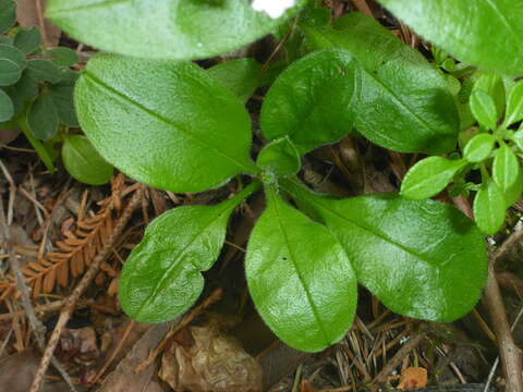 Image of broadleaf forget-me-not