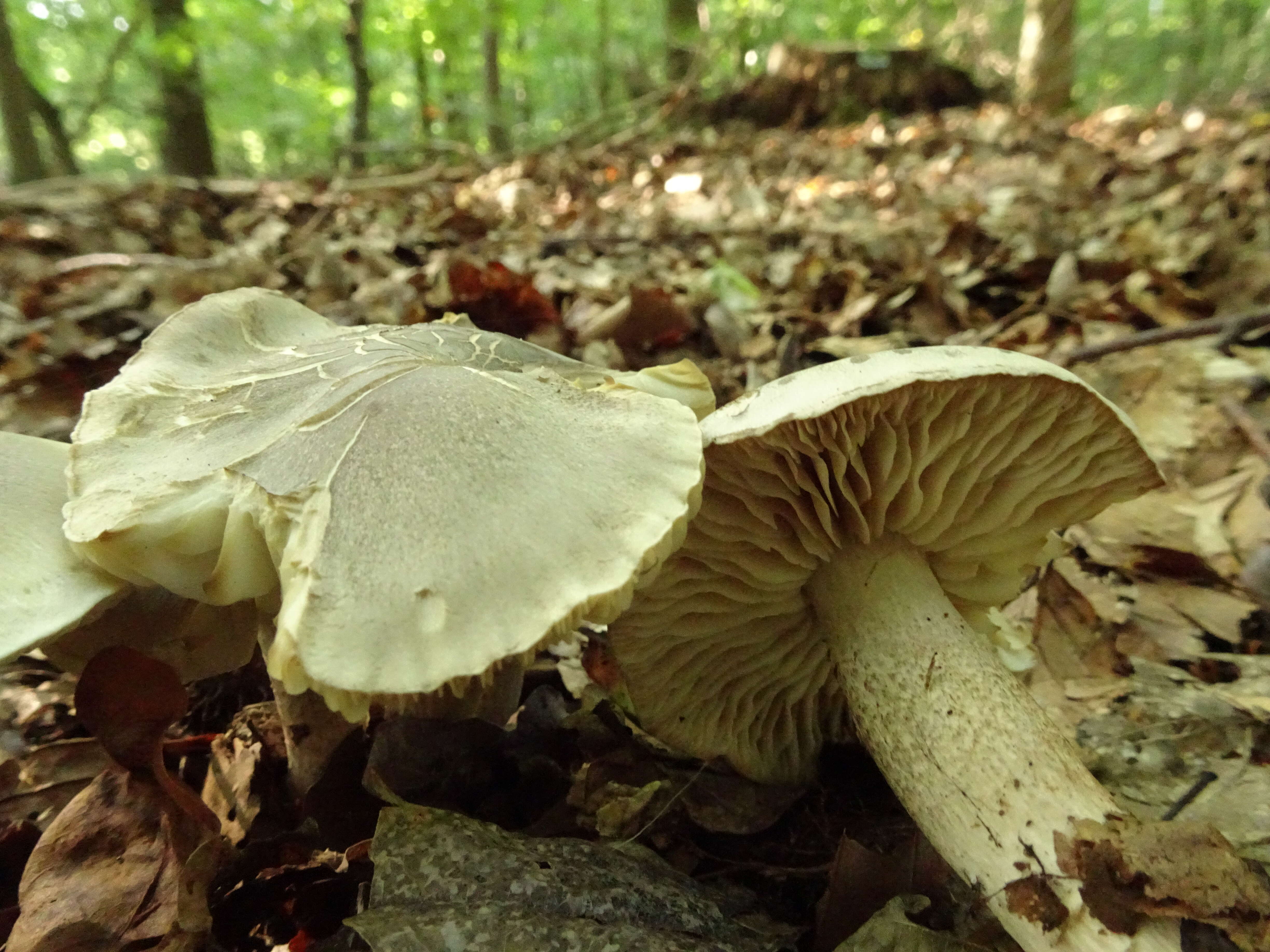 Imagem de Tricholoma atrosquamosum Sacc. 1887