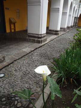 Image of Arum lily