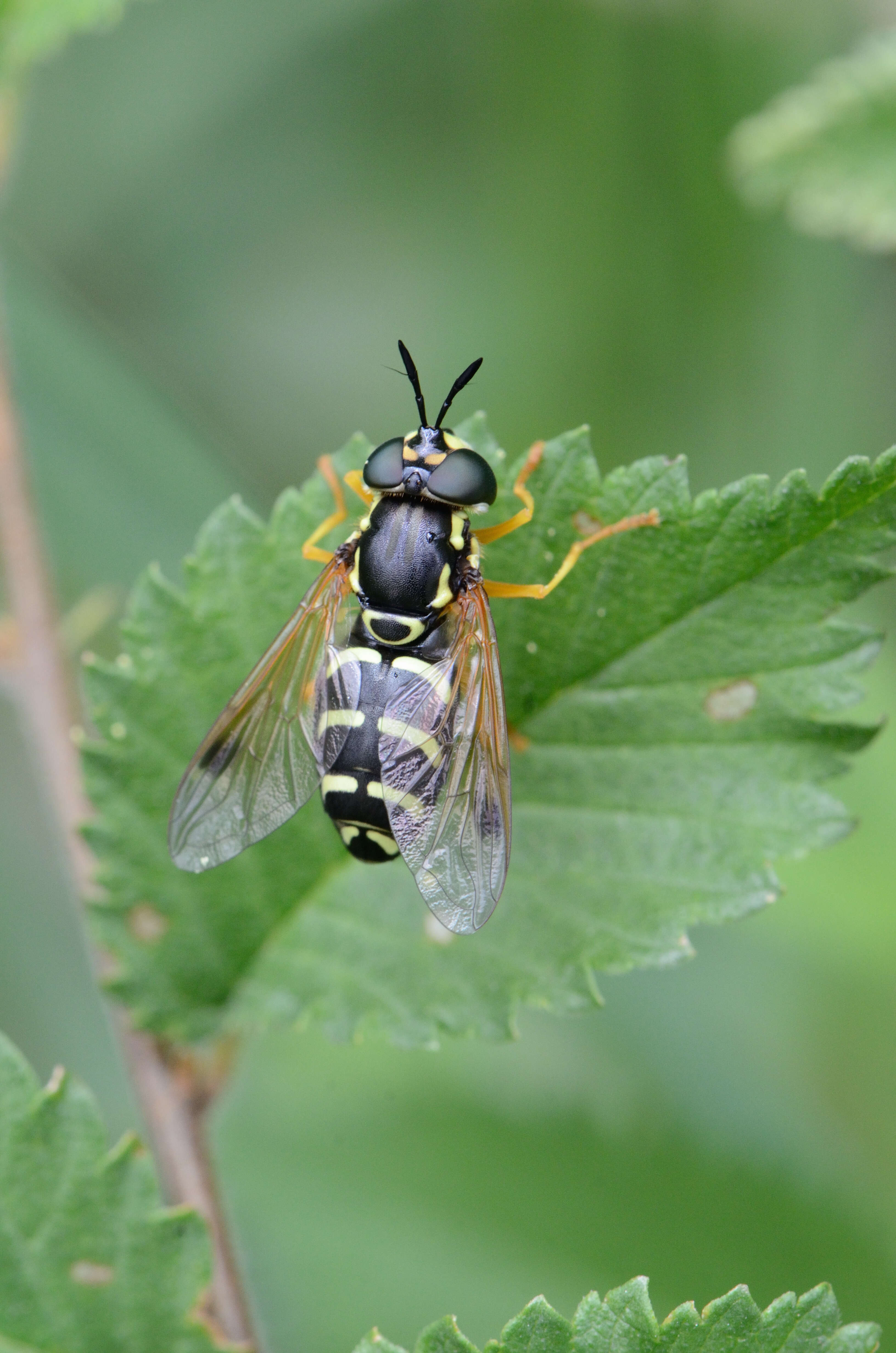 Image of Chrysotoxum