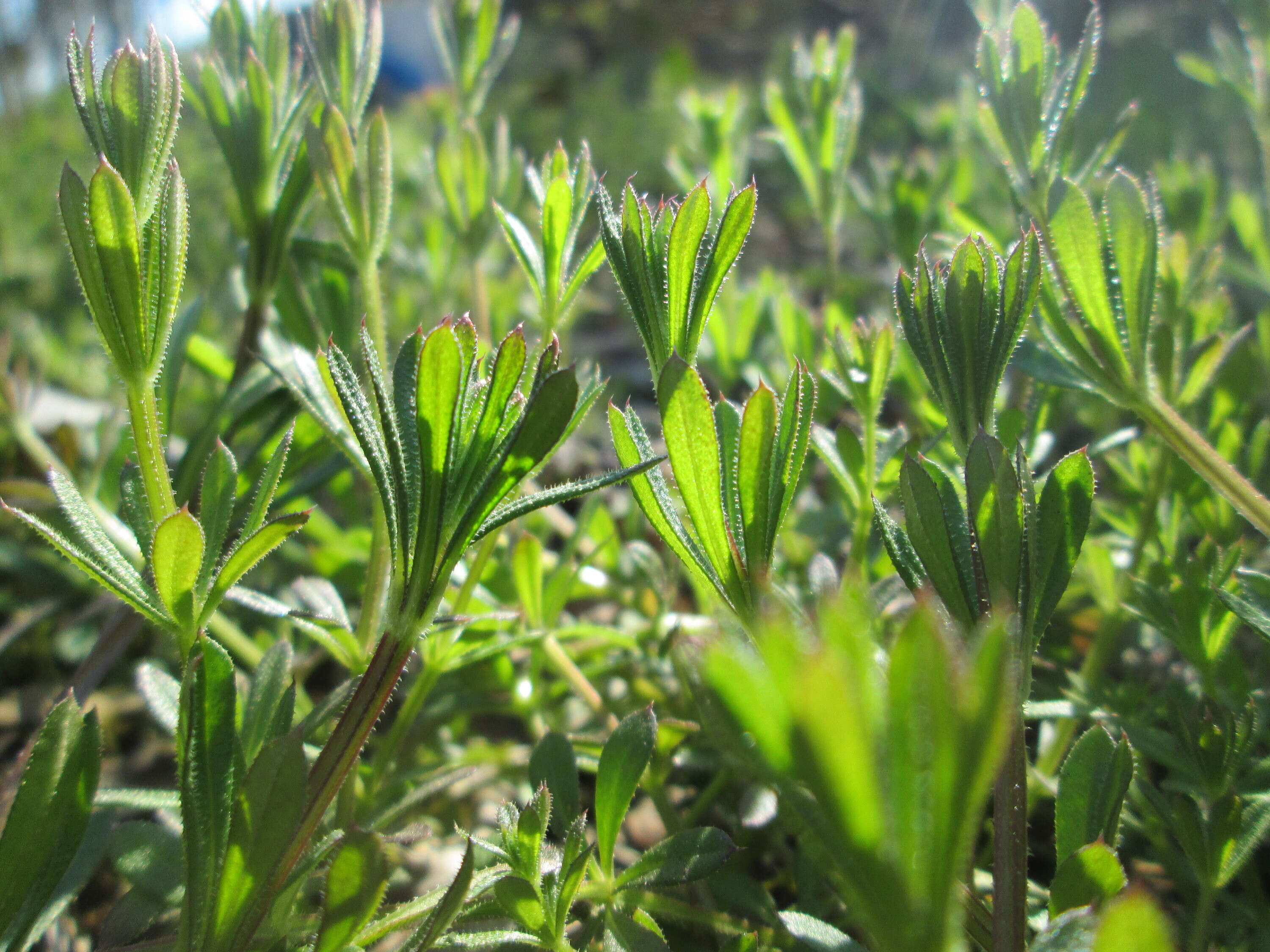 Plancia ëd Galium aparine L.