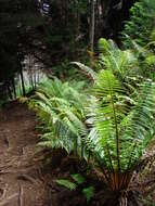 Image of alpine woodfern