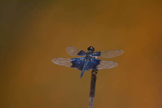 Image of Rhyothemis triangularis Kirby 1889