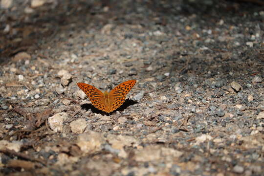 Image of silver-washed fritillary