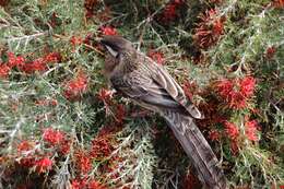 Image of Red Wattlebird