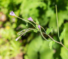 Epilobium montanum L. resmi