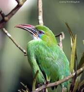 Image of Groove-billed Toucanet