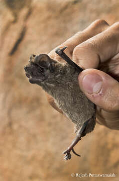 Image of Great Himalayan Leaf-nosed Bat