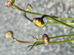 Image of Brachyscome nivalis F. Müll.