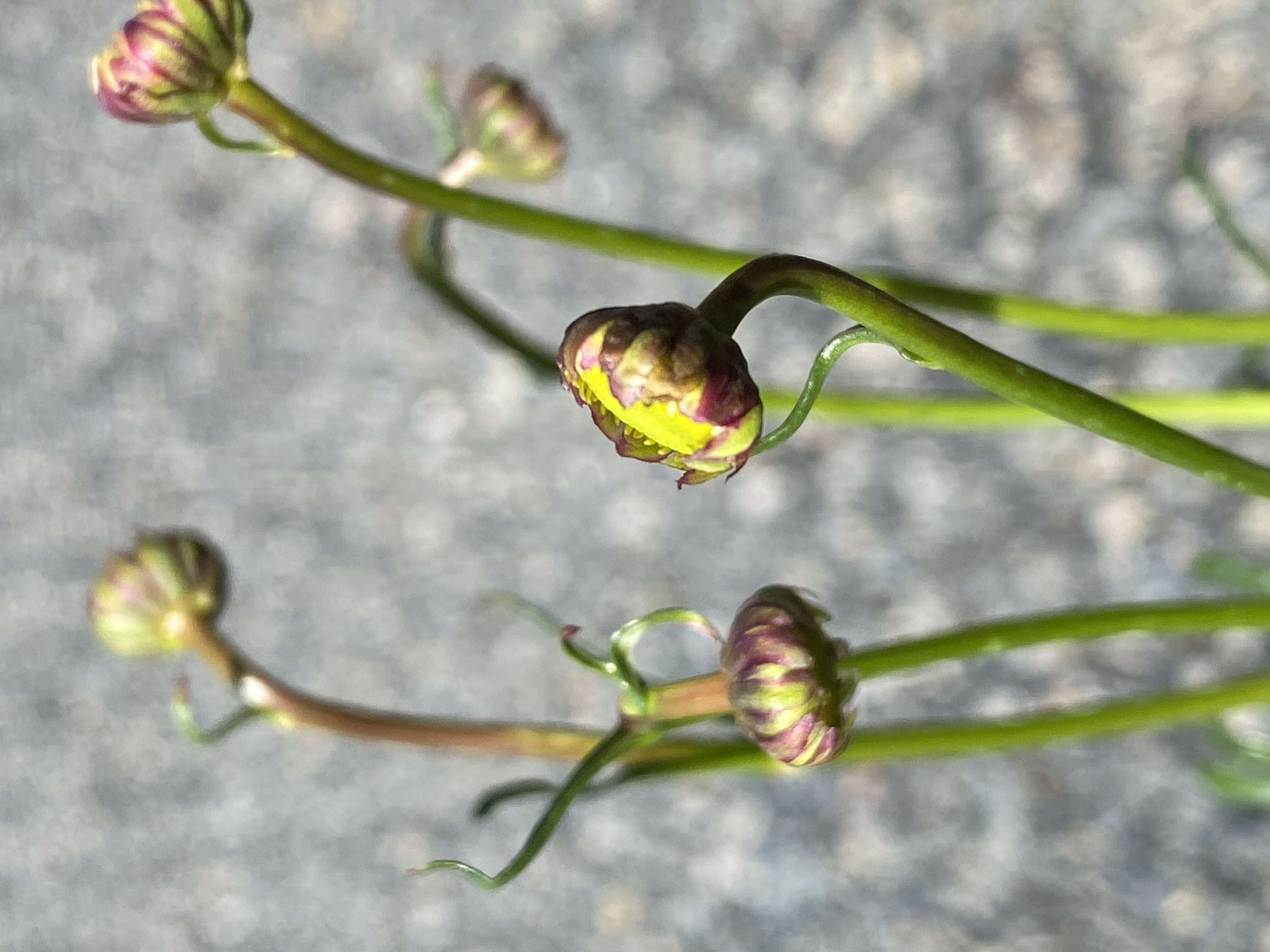 Image of Brachyscome nivalis F. Müll.