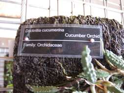 Image of Cucumber orchid