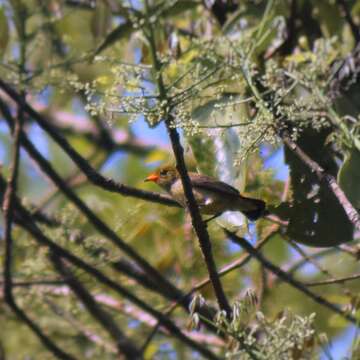 Image of Scarlet-headed Flowerpecker