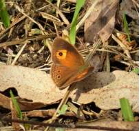 Image of Orange Bush-brown