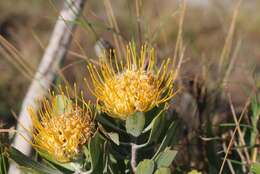 Image of Leucospermum innovans Rourke