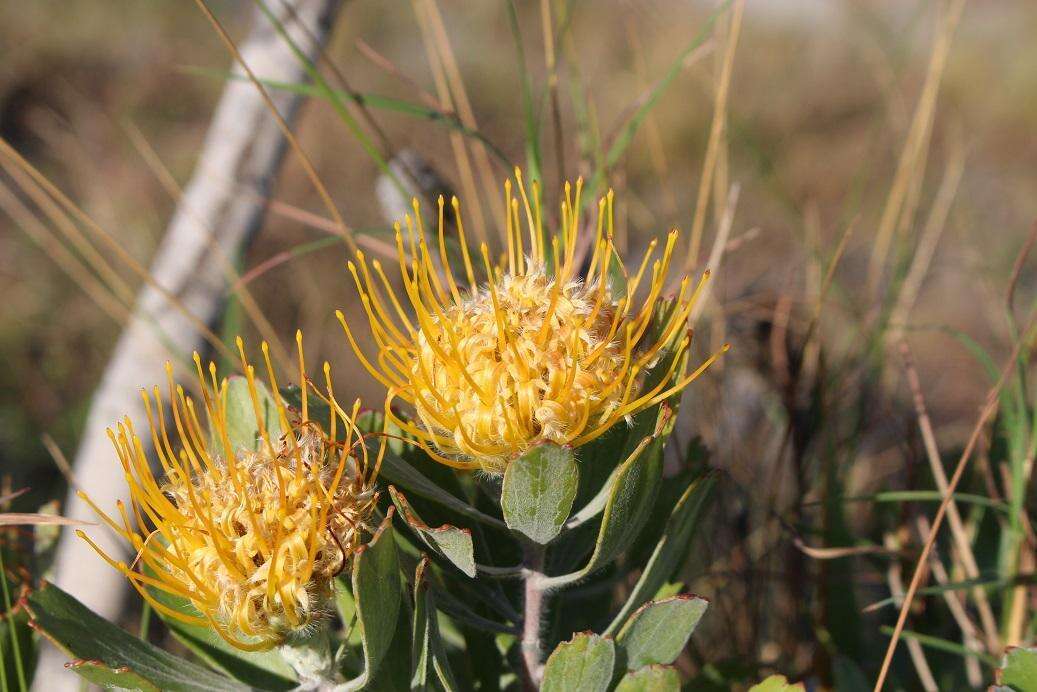 Image of Leucospermum innovans Rourke