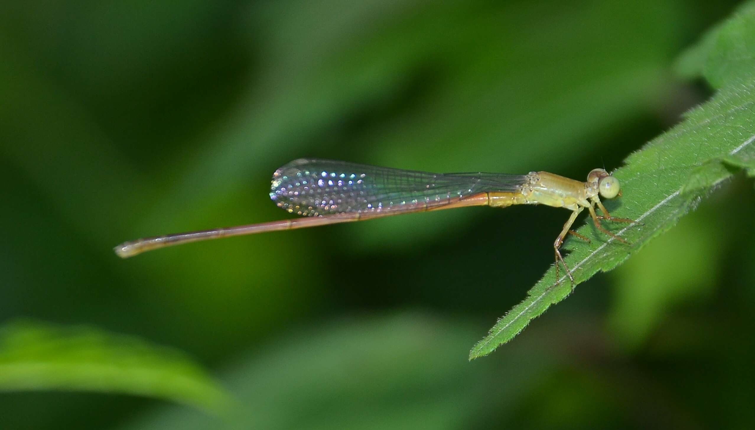 Image of Ceriagrion olivaceum Laidlaw 1914