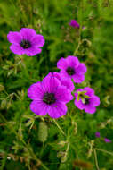 Image of ashy cranesbill