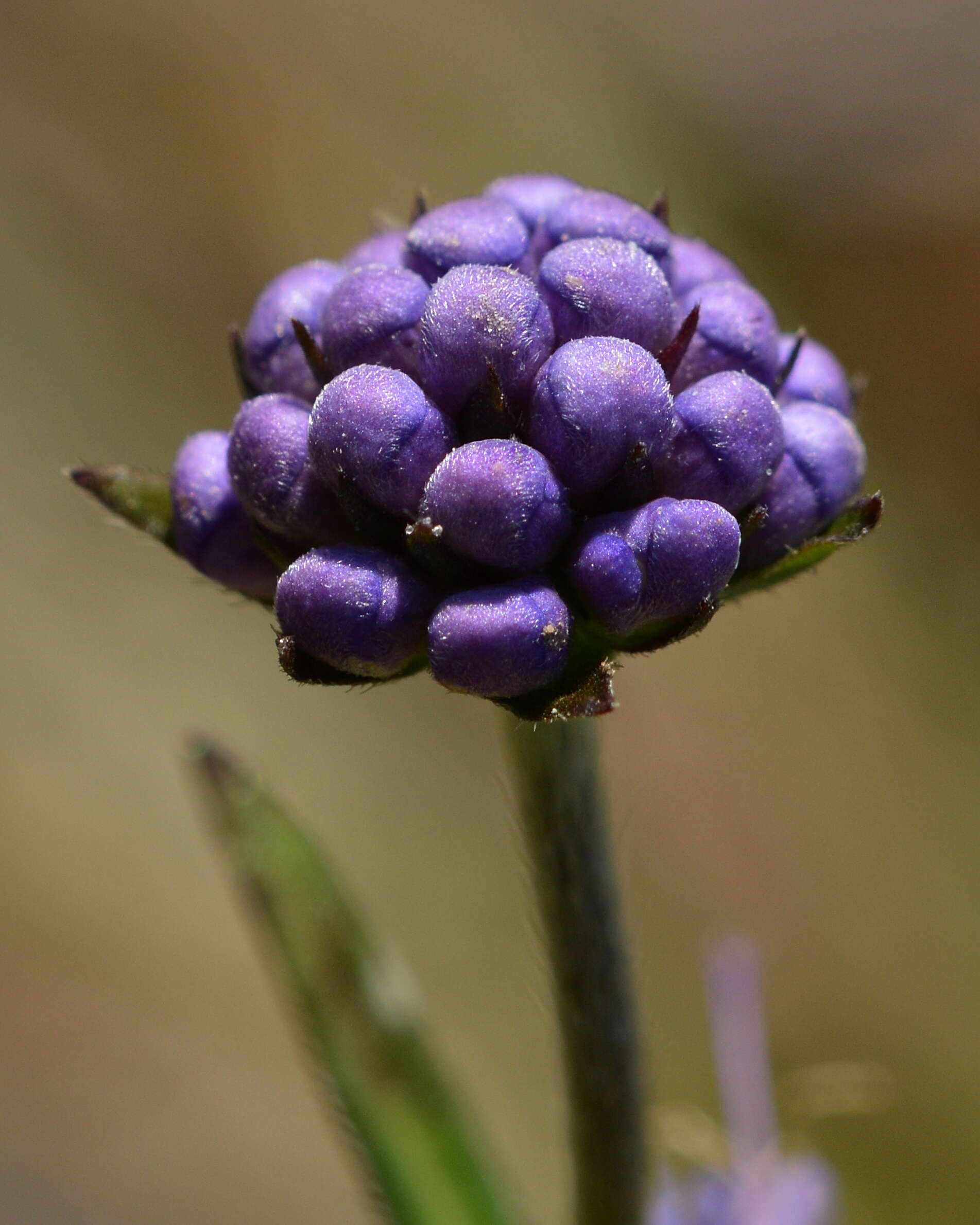 Image of Devil’s Bit Scabious