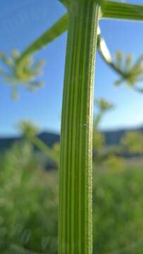 Image of Thompson's desertparsley