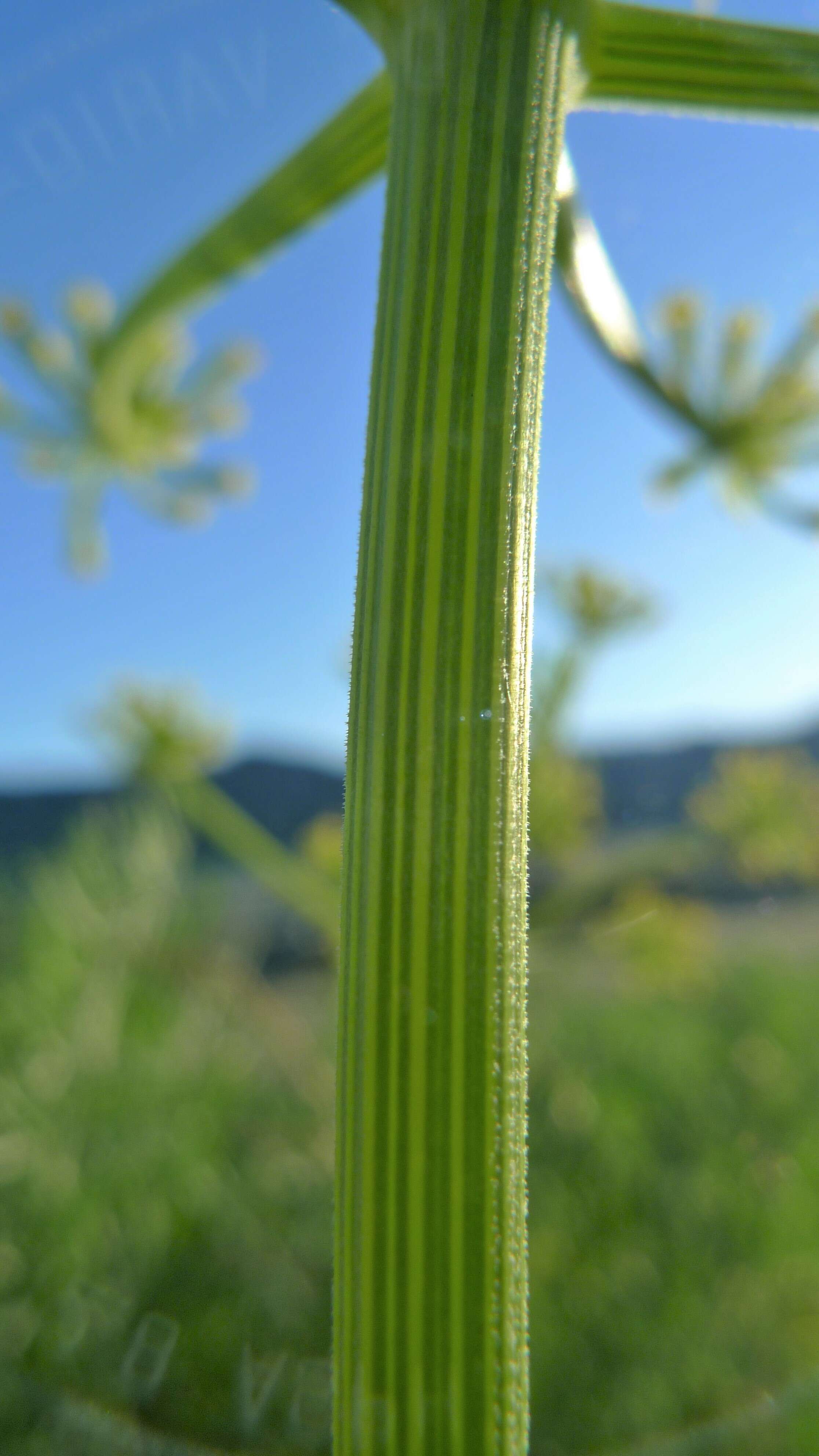 Image of Thompson's desertparsley