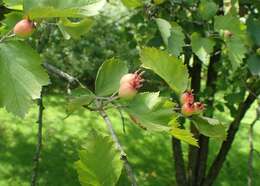 Image de Crataegus mollis (Torr. & Gray) Scheele