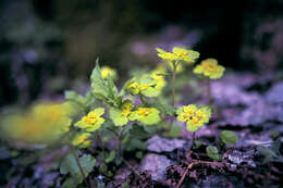 Plancia ëd Chrysosplenium alternifolium L.