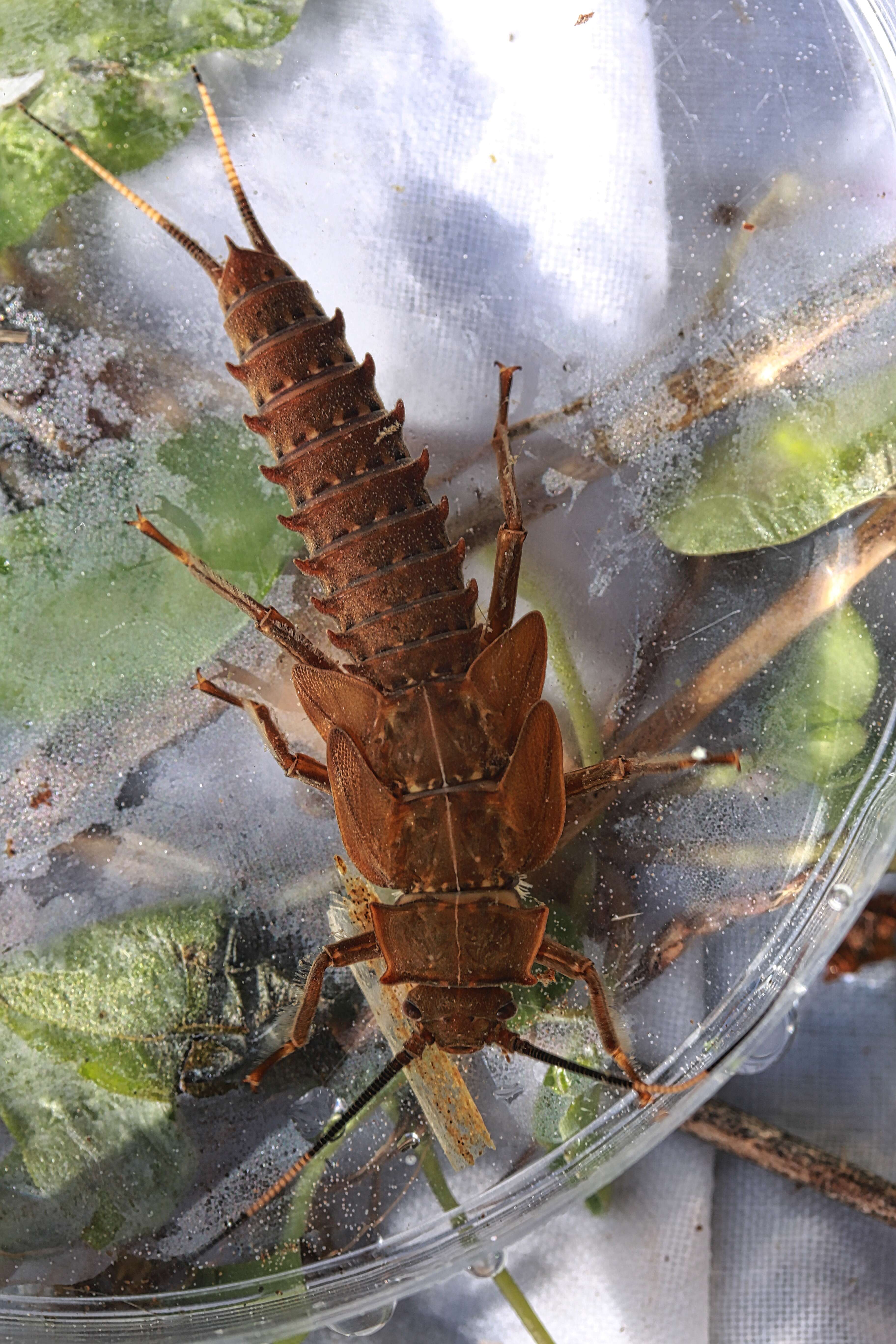 Image of Knobbed Salmonfly