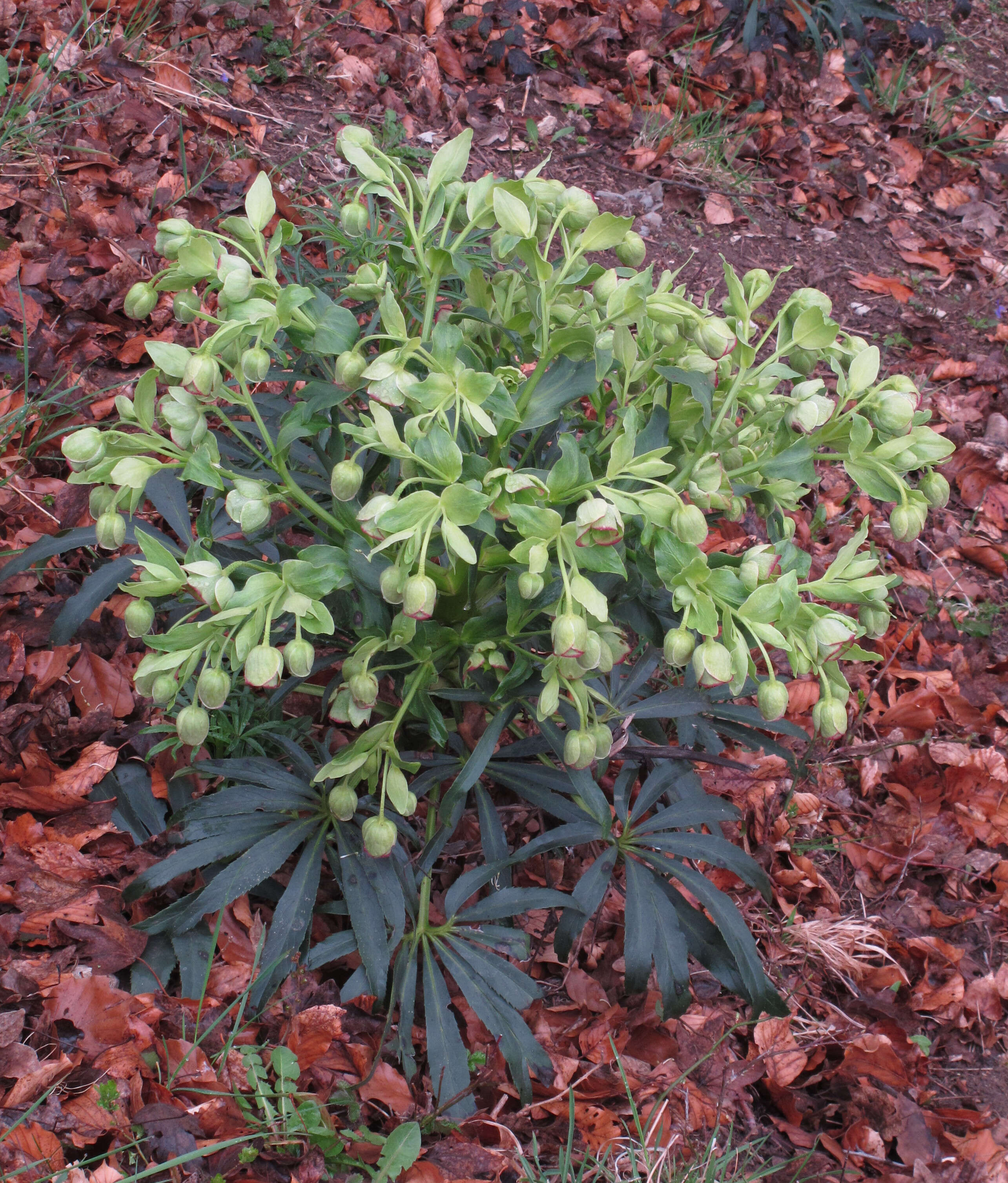 Image of Stinking Hellebore