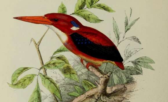 Image of North Philippine Dwarf-kingfisher