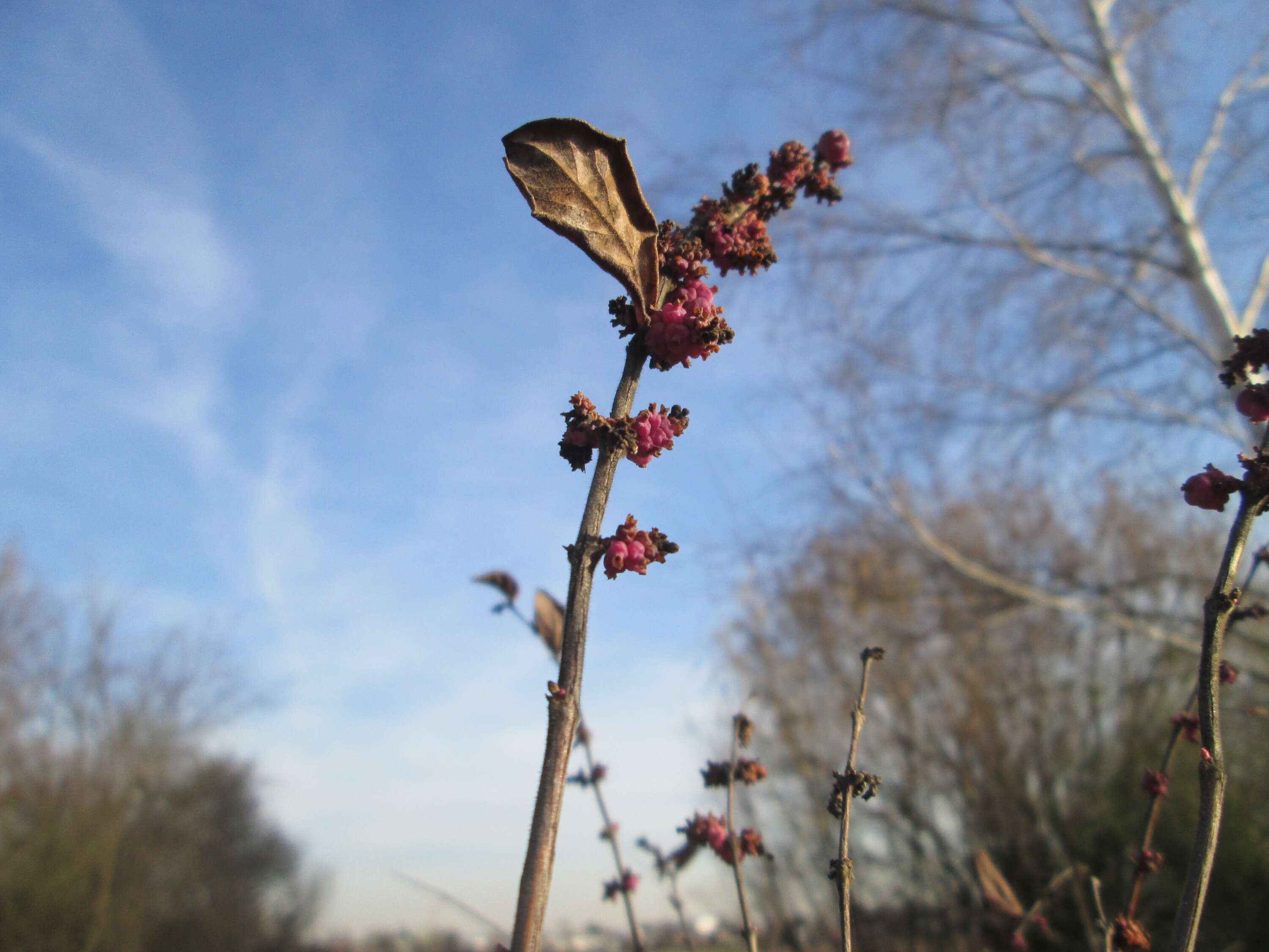 Sivun Symphoricarpos orbiculatus Moench kuva