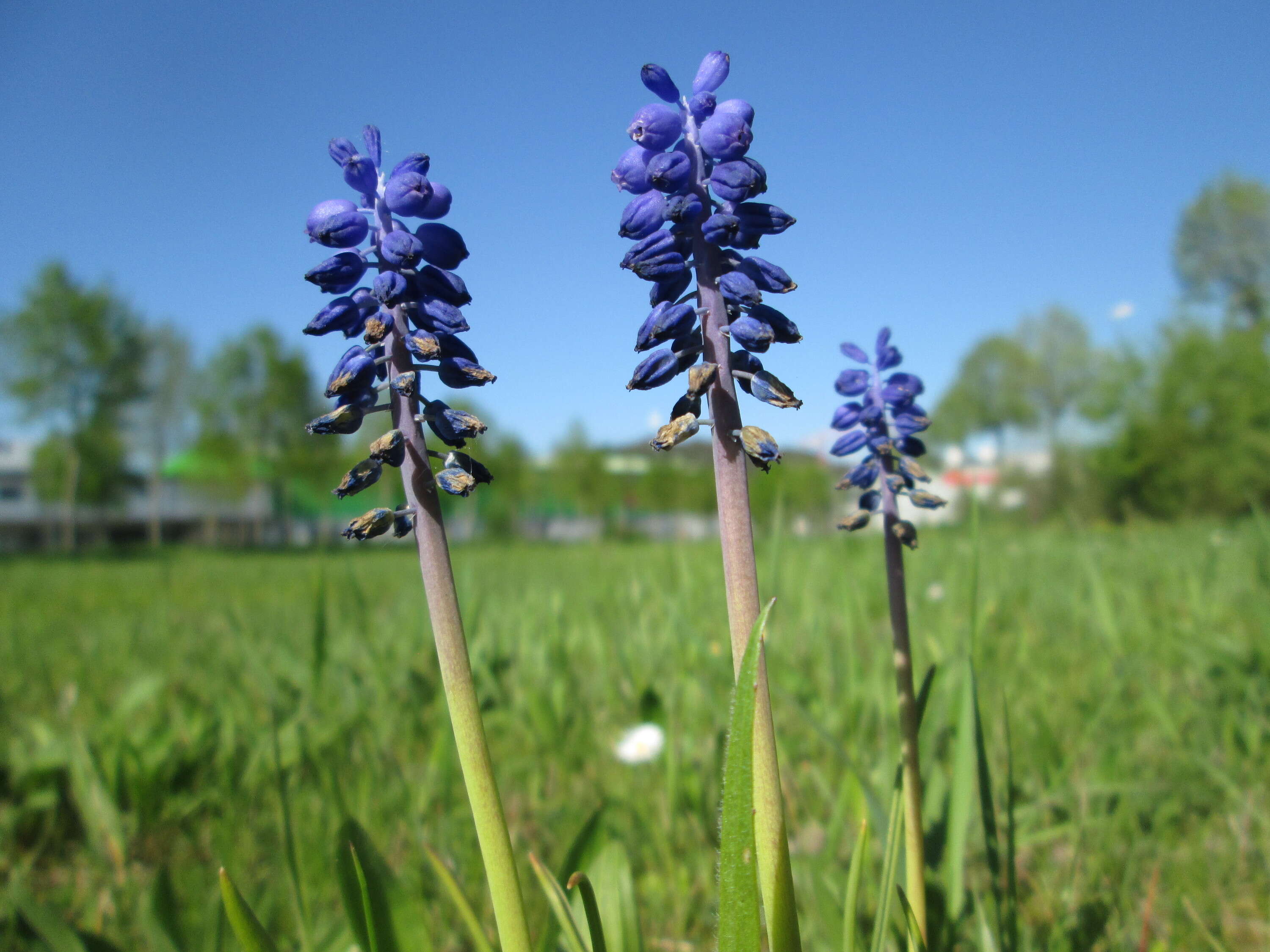 Imagem de Muscari armeniacum H. J. Veitch