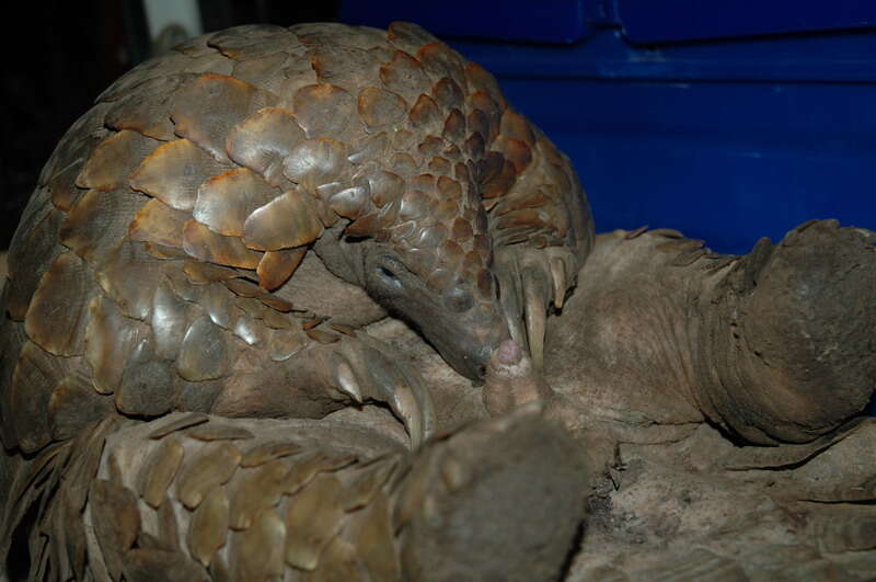 Image de Grand pangolin de l'Inde