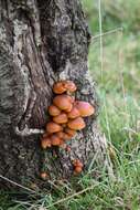 Plancia ëd Flammulina velutipes (Curtis) Singer 1951