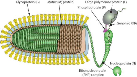 Sivun Vesiculovirus kuva