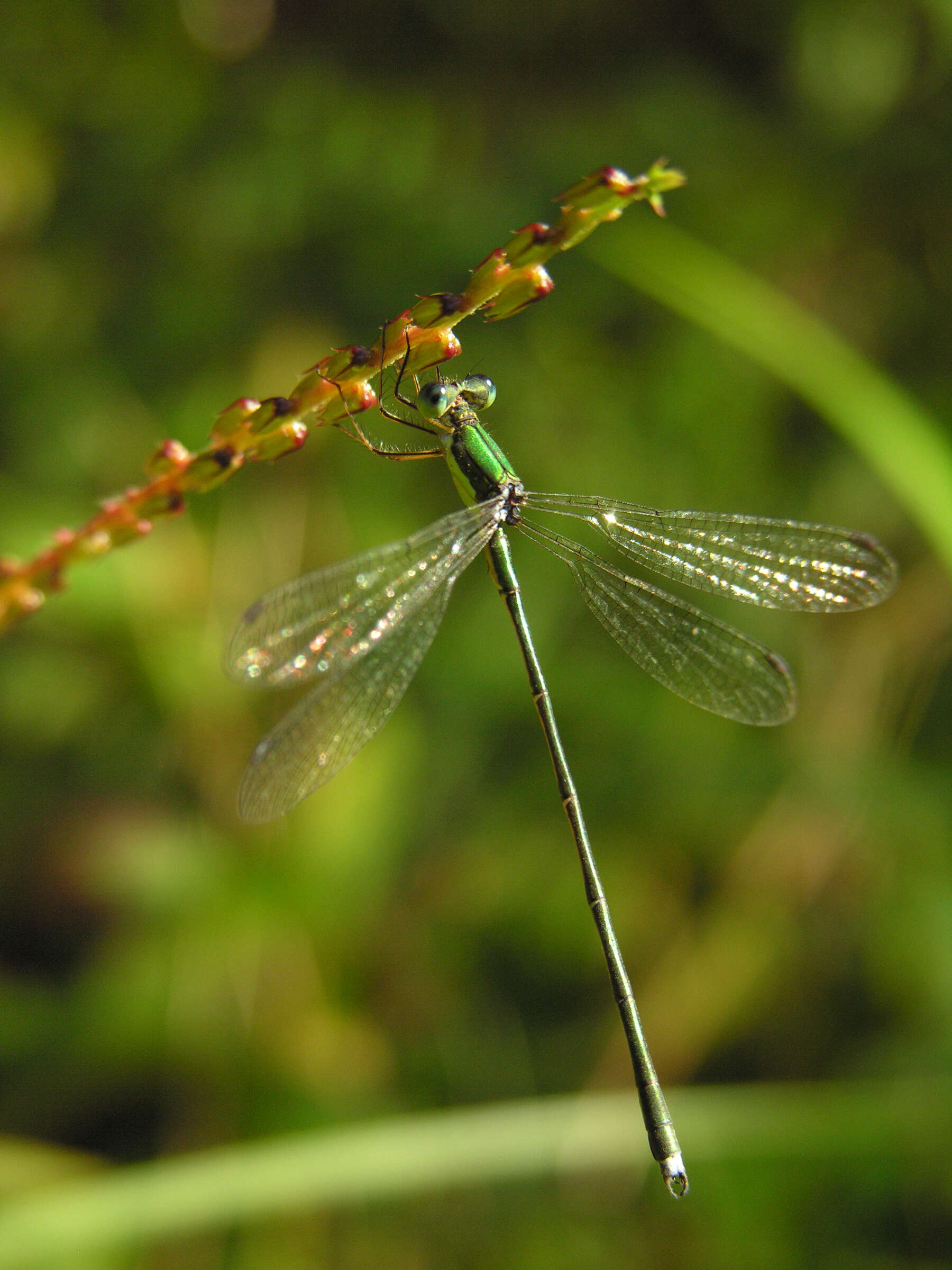 Image of Lestes temporalis Selys 1883