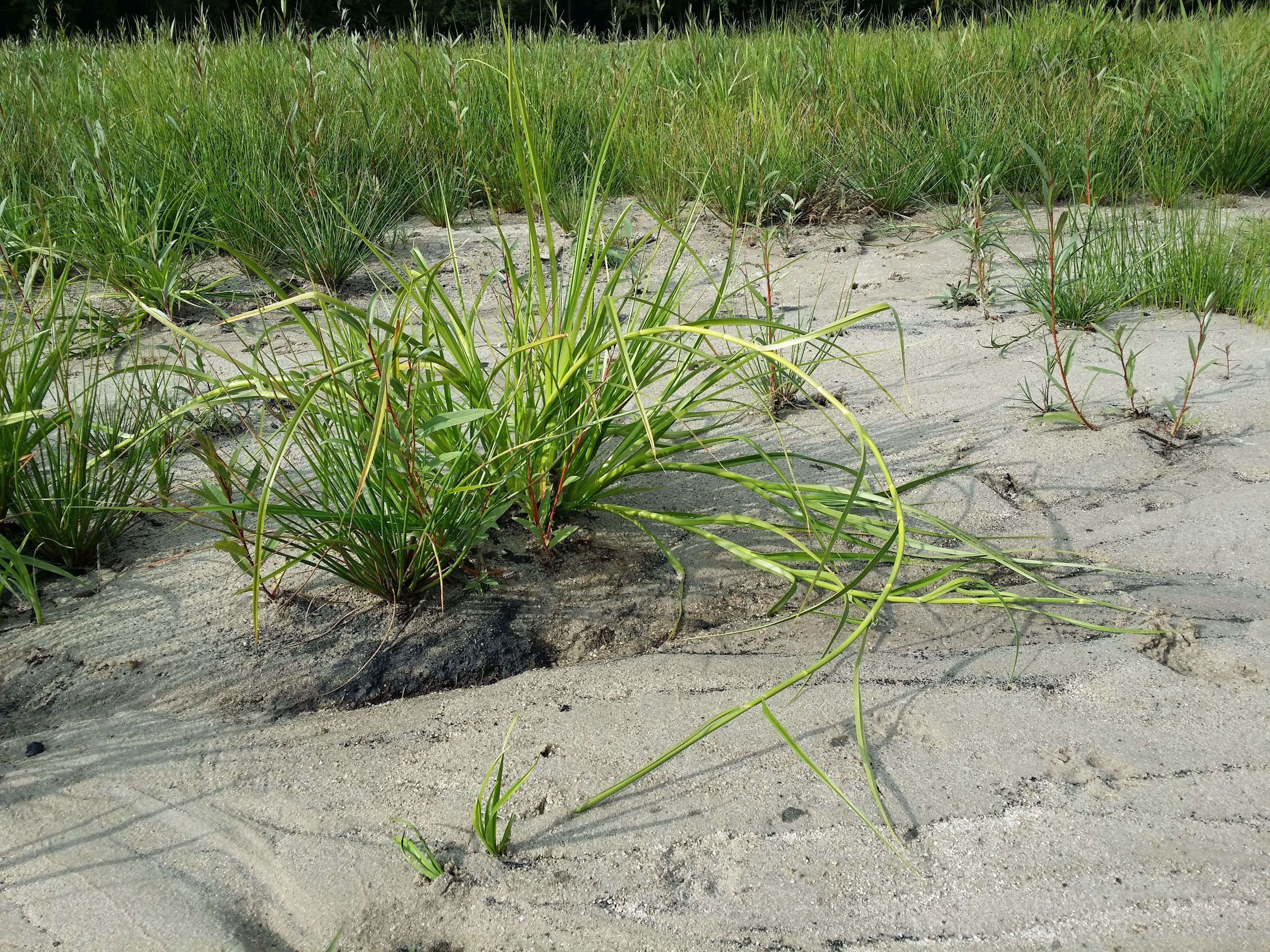 Image of Scirpus radicans Schkuhr