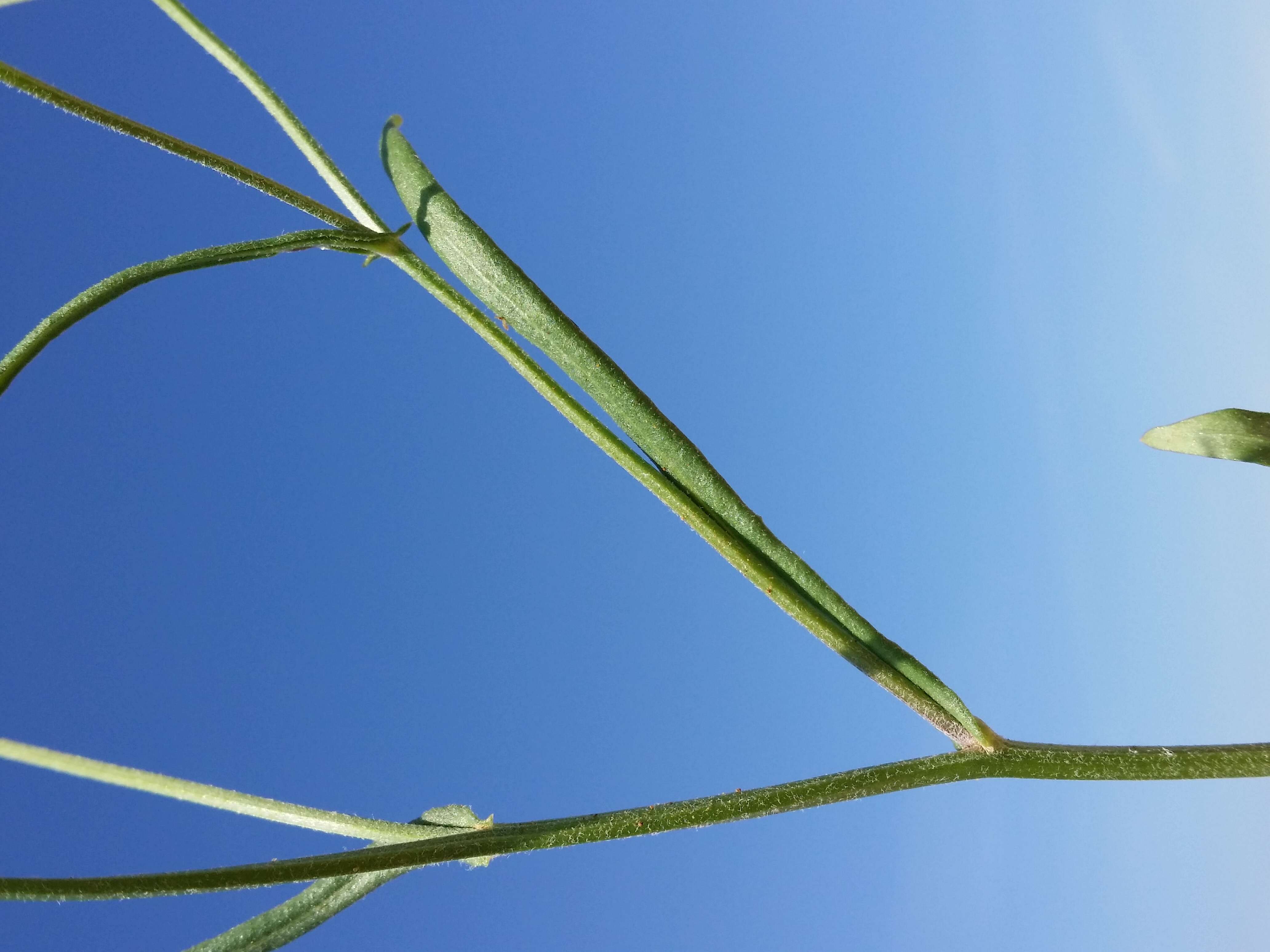 Image of narrowleaf hawksbeard