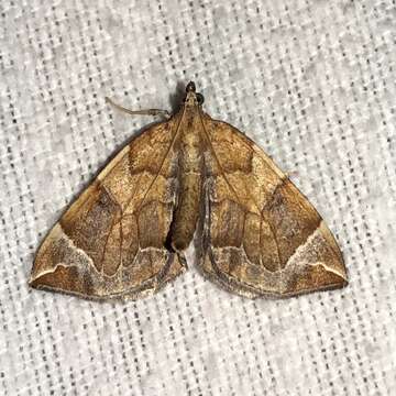 Image of Chevron Moth