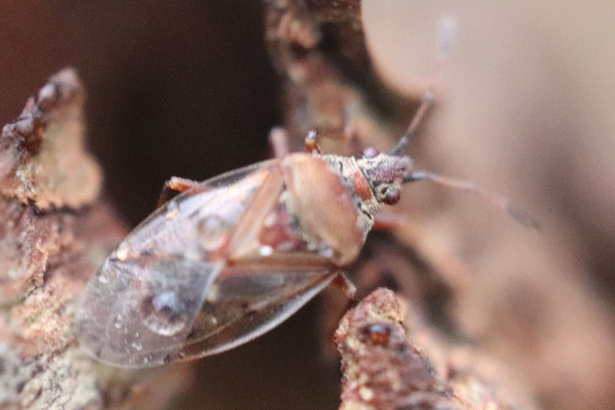 Image of Birch Catkin Bug