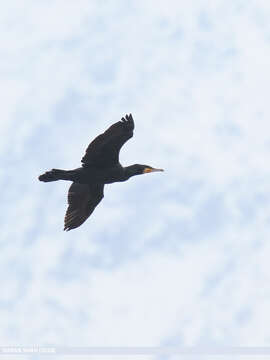 Imagem de Phalacrocorax carbo (Linnaeus 1758)