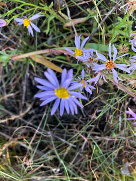 Image of sea aster