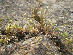 Image of Thyme-leaved Sandwort