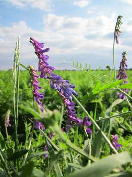 Image of bird vetch