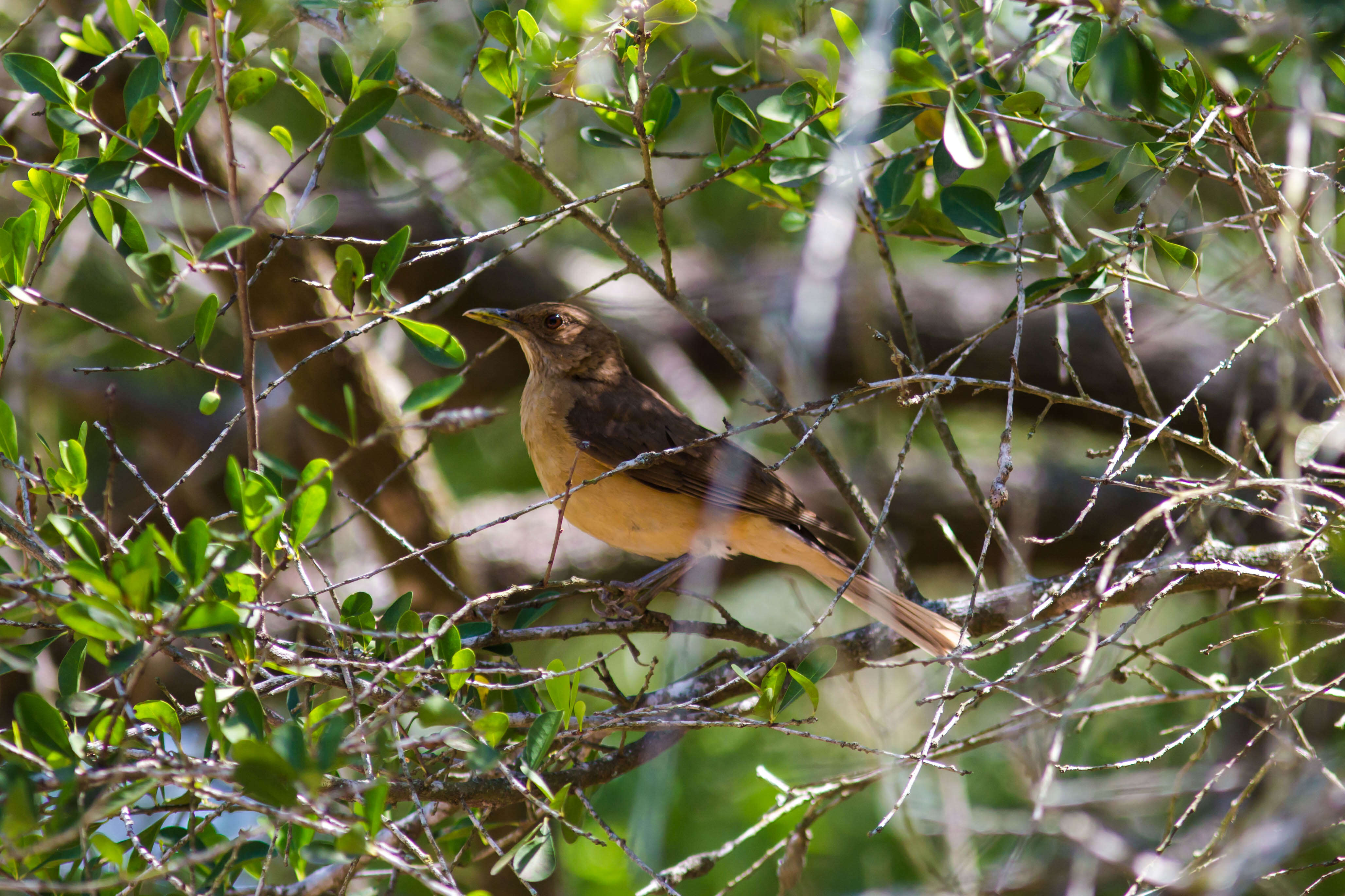 Image of Clay-colored Robin