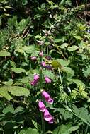 Imagem de Digitalis purpurea L.