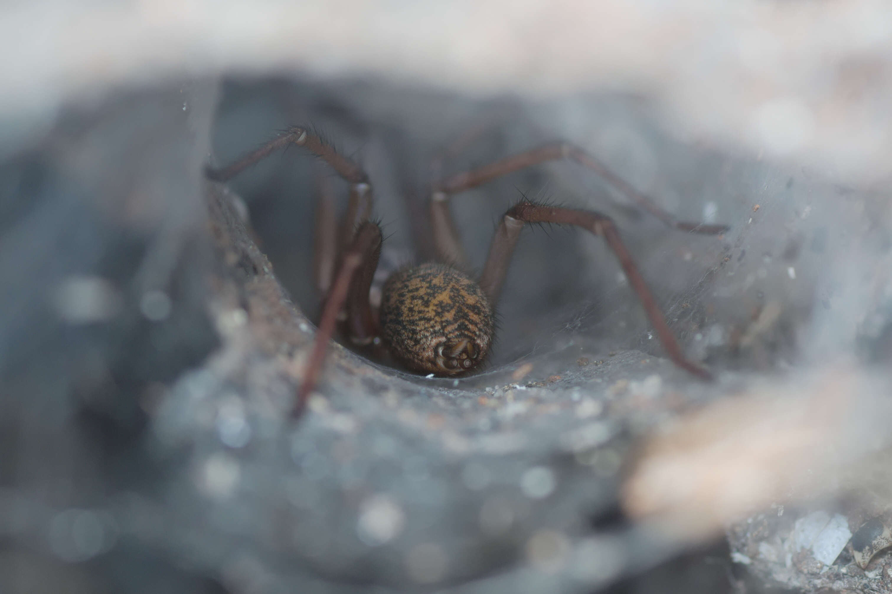 Image of Giant House Spider