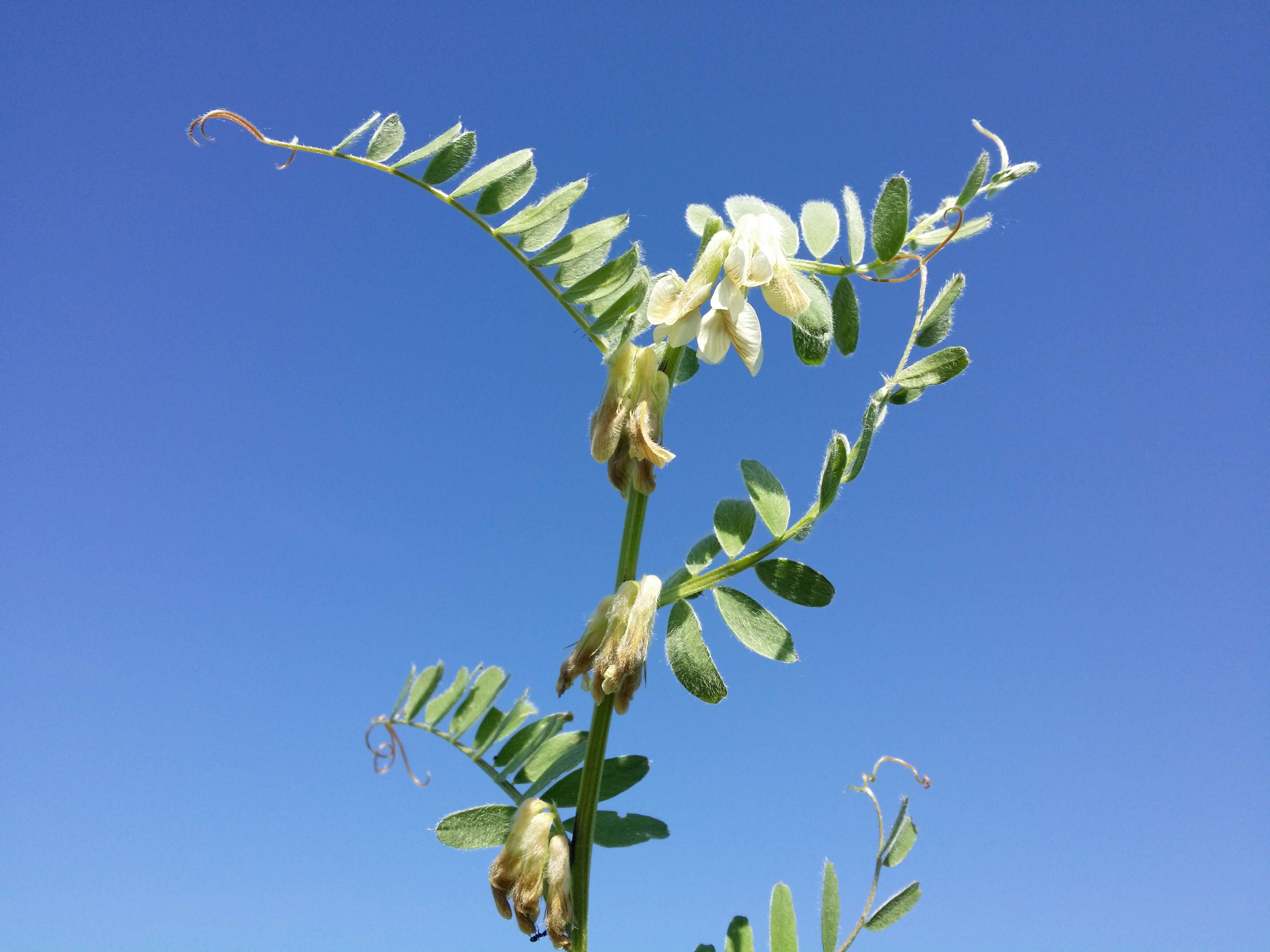 Imagem de Vicia pannonica Crantz