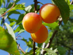 Image of Prunus domestica subsp. syriaca
